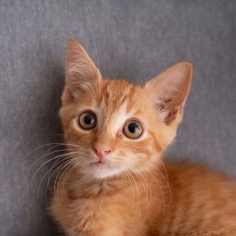 ✨️ COOPER ✨️ 🐱 210 92400 Courbevoie