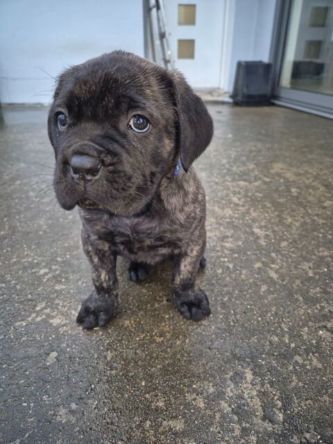 Chiots cane corso  900 85170 Le poir�-sur-vie