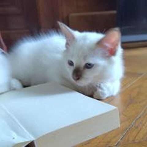   Chatons Sacrés de Birmanie LOOF 