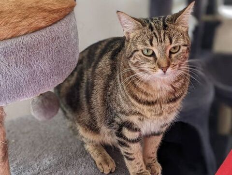 TAGADAME FEMELLE TIGREE 4 ANS 195 92260 Fontenay-aux-roses