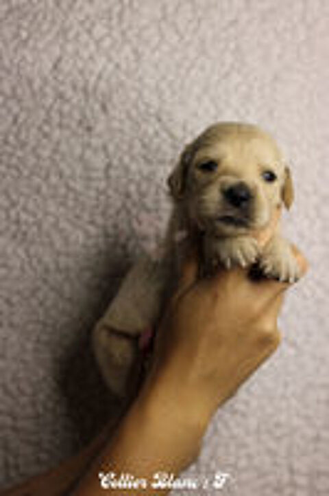   Chiots Golden LOF à réserver 