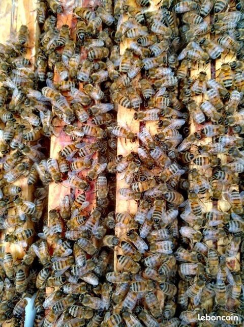 Essaims d abeilles 160 80500 Montdidier