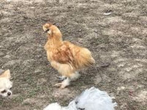   Coq de soie fauve  