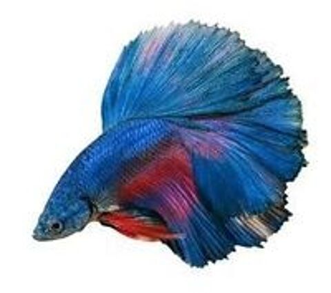   Bettas de selection 