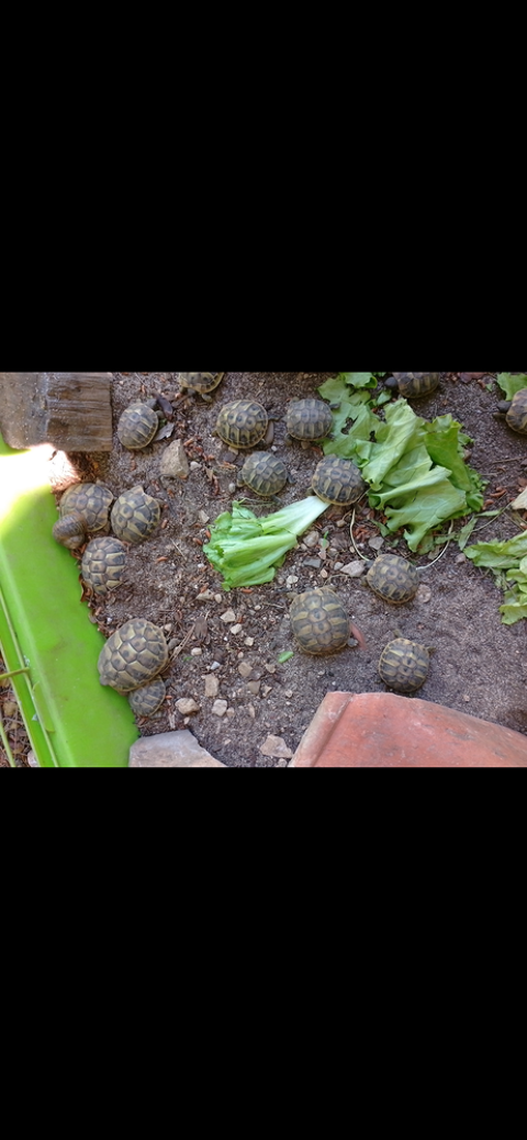 Bb tortues terrestres 30 30000 N�mes