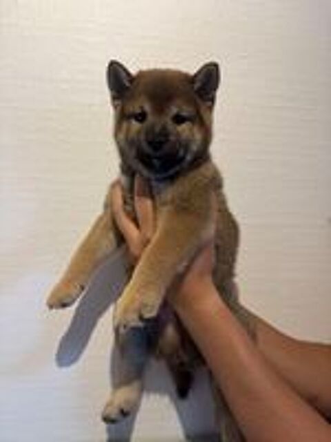   Dernier chiot Shiba Inu LOF disponible 