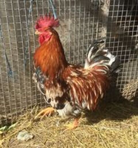   Beau coq de ferme reproducteur 