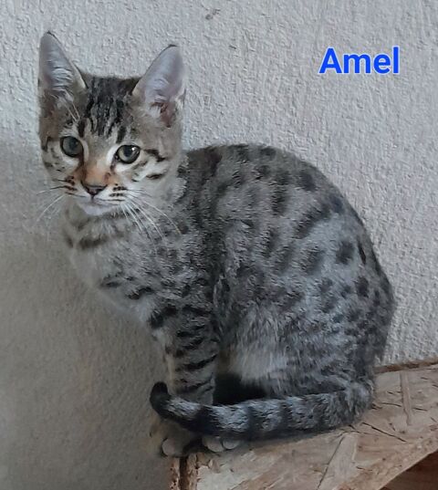 Chatons Savannahs 800 13720 Belcodne