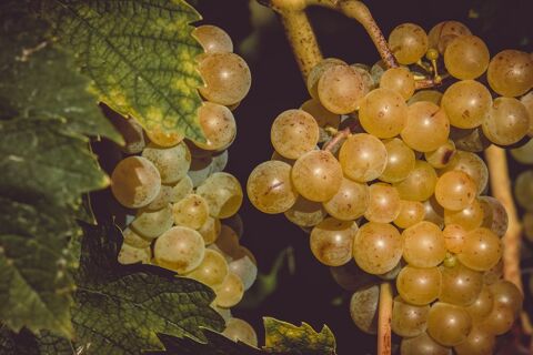 Pour jus de raisin Bossey (74)