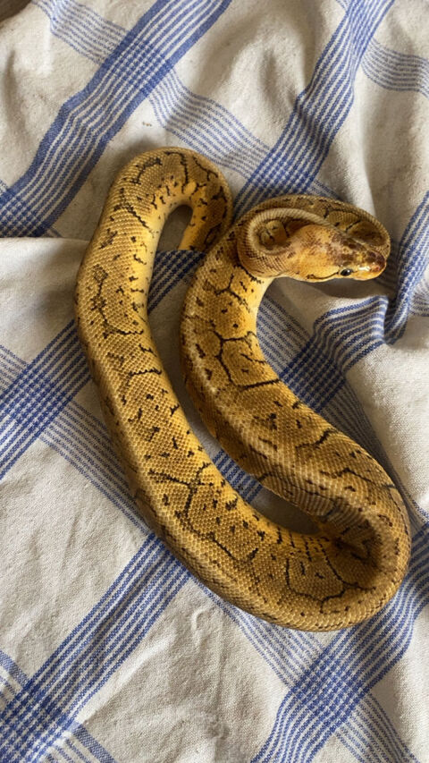 Python regius 100 03100 Montluon