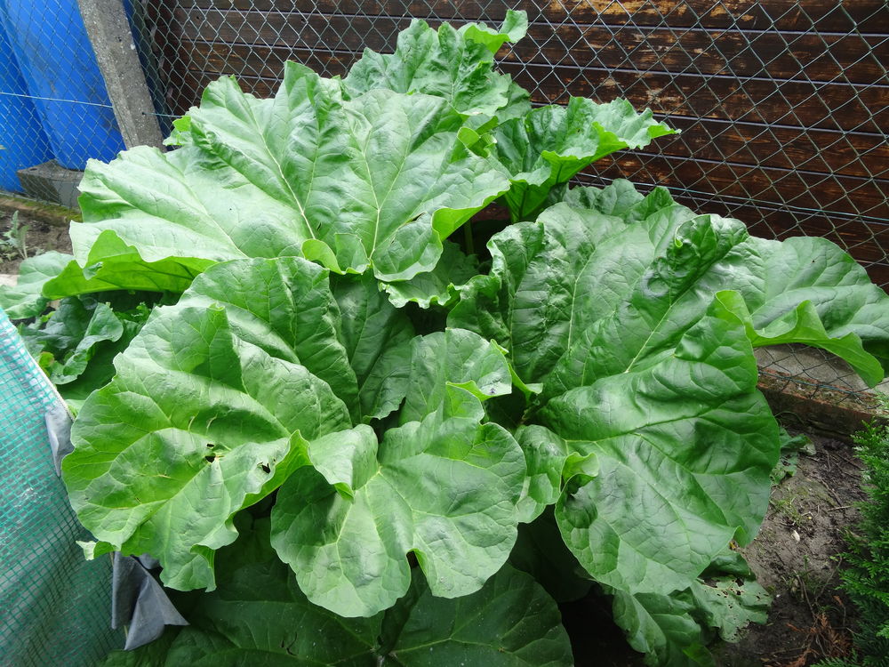 batons de rhubarbe Jardin