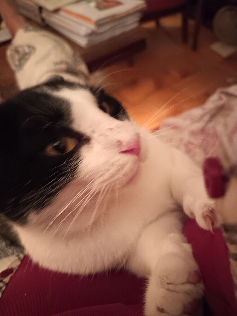   Donne contre bons soins beau chat propre et très affectueux. 