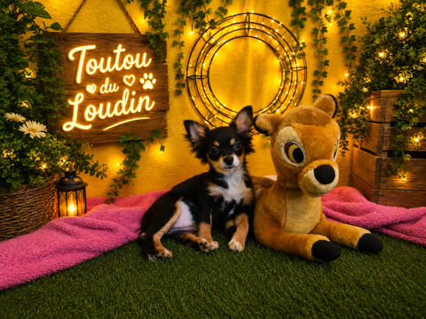 Chiot Chihuahua poils longs femelle 750 18140 Précy