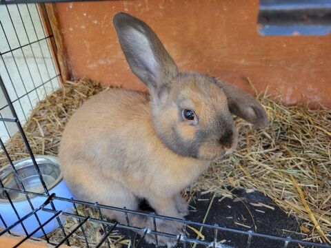 2 Lapins Nain Bélier 35 35530 Noyal-sur-vilaine