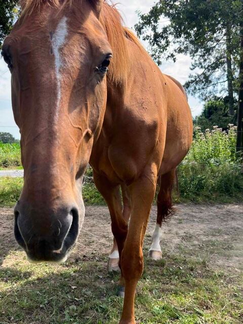 HIBIKI, superbe cheval Selle Franais PP  adopter via l'association UMA 44290 Gumen-penfao