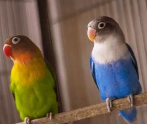 oiseaux Ins&eacute;parables de fisher
30 02100 Saint-quentin