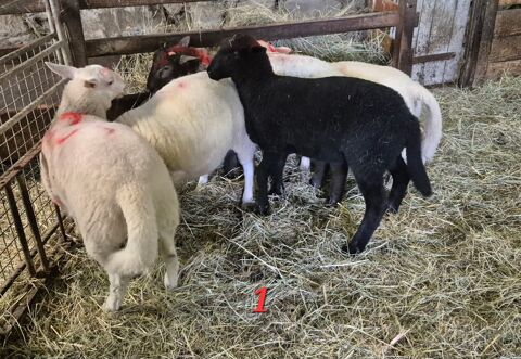 Agneaux 1 87120 Rempnat