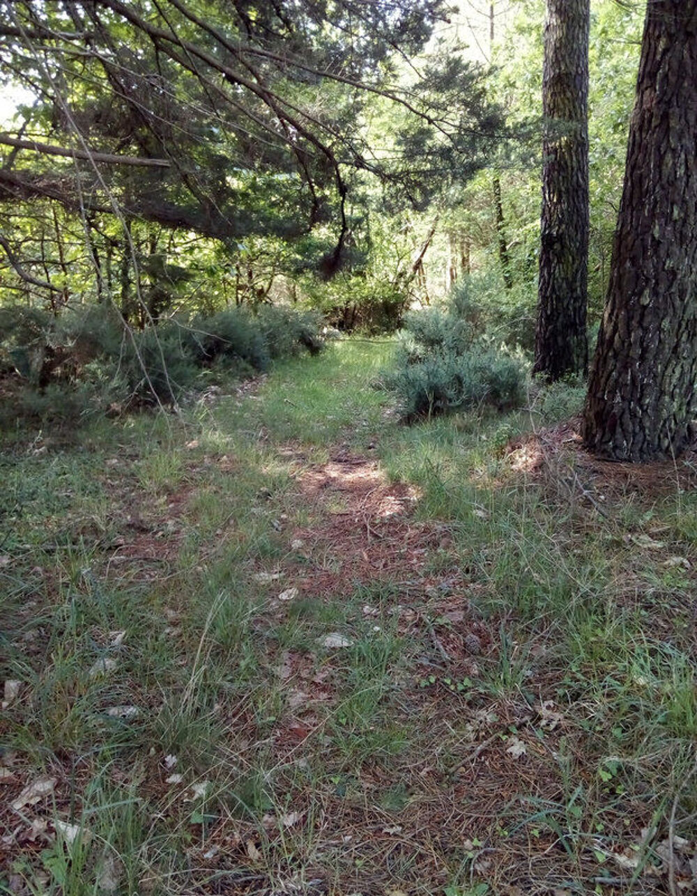 Vente Terrain Foret de loisirs Nivillac