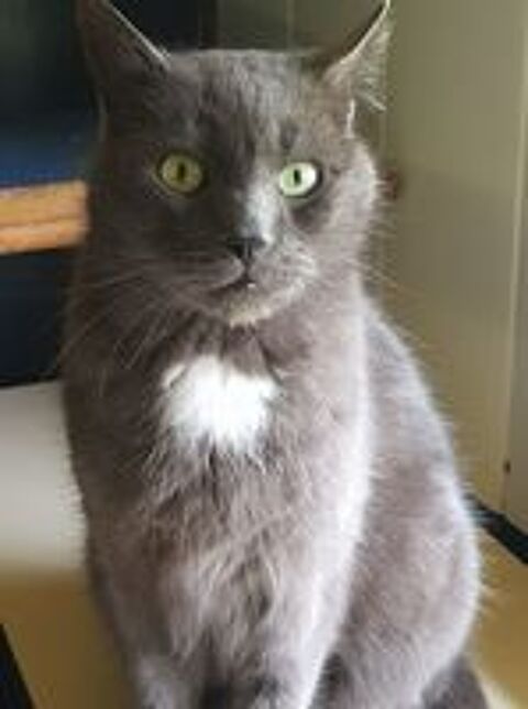   Watson beau chat gris  adopter 