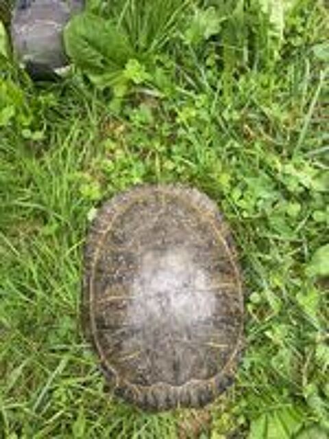   tortue de floride 
