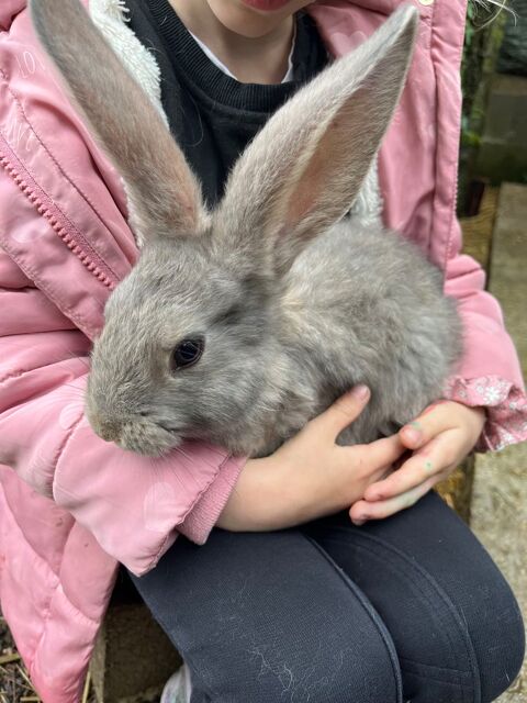 Lapin géant Allemand 90 71240 Varennes-le-grand