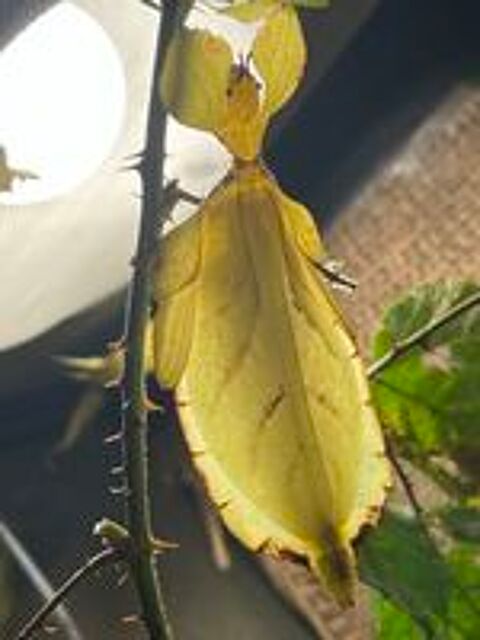   Phasmes feuilles  