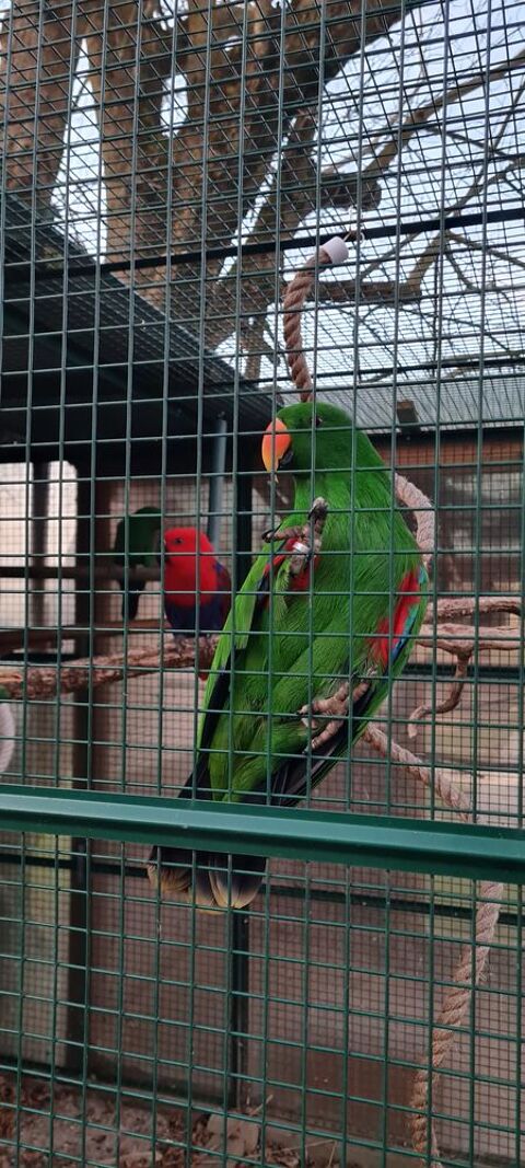 Eclectus Male 600 68510 Rantzwiller