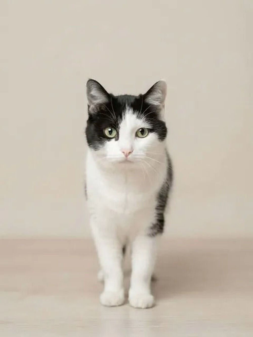   Felix chat adorable et tres calin cherche famille a adopter 
