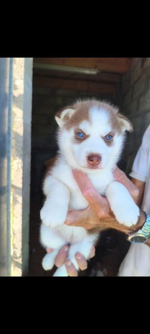 Chiot husky 0650891761 600 33860 Marcillac