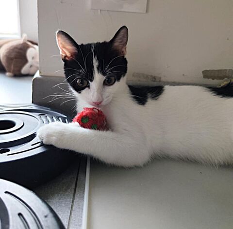 ALANA 170 35490 Vieux-vy-sur-couesnon