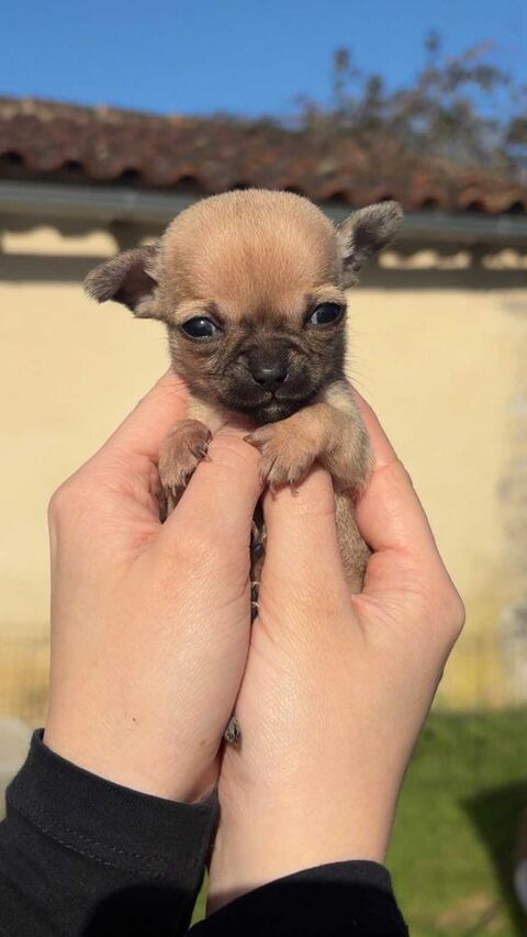 3 magnifiques chihuahuas sables 900 24750 Champcevinel