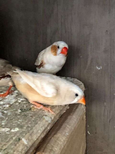 Mandarins 16 07380 Meyras