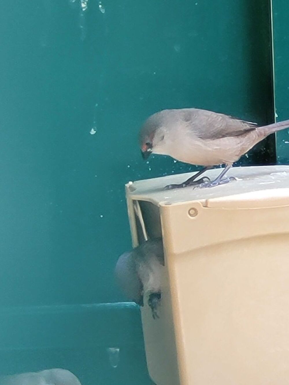 oiseaux exotiques Jardin