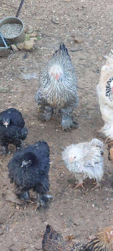 Couple brahma pure race 70 83136 Forcalqueiret