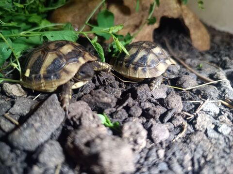 Tortues Herman boettgeri 80 37000 Tours