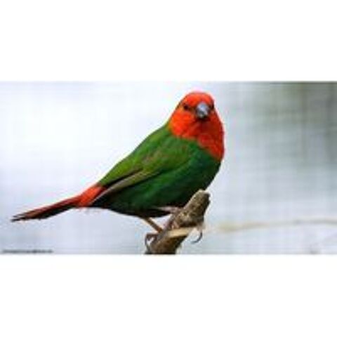   oiseaux exotiques 