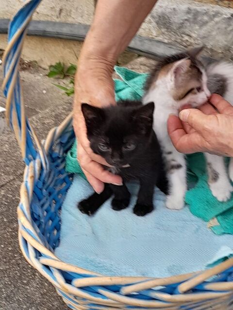Donne contre bons soins 4 chatons mâles .Jardin souhaité 
0 64420 Soumoulou