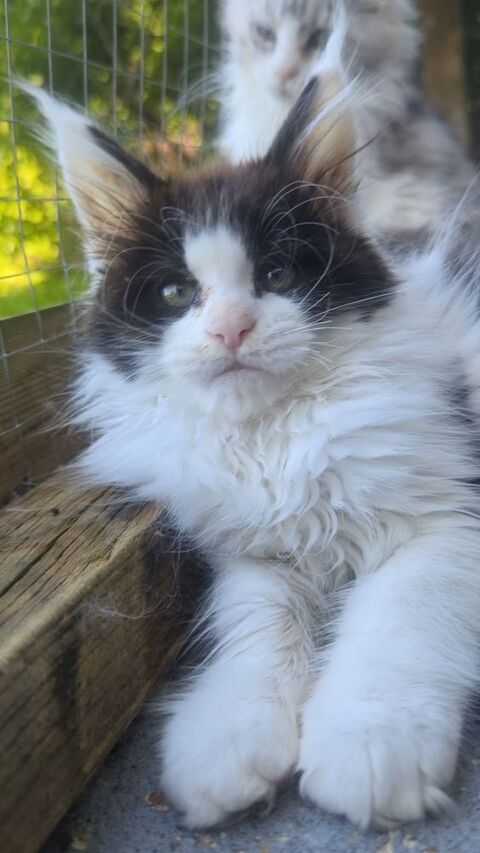 Adorables chatons Maine Coon Loof 1300 36310 Beaulieu