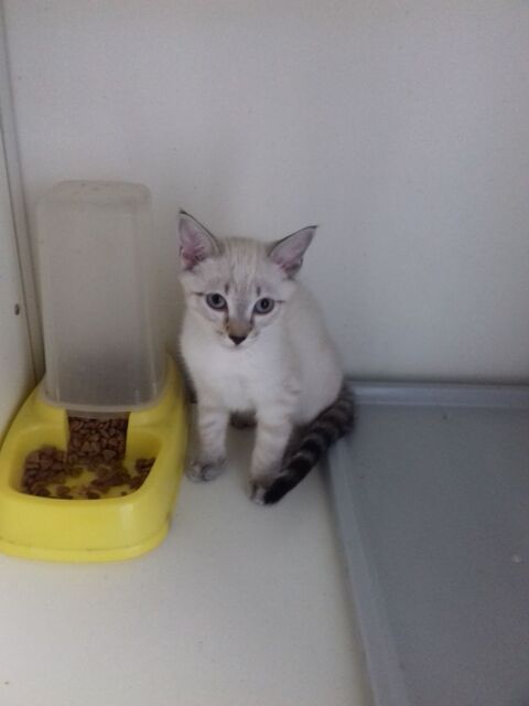 Chaton a donner 0 65200 Bagnres-de-bigorre