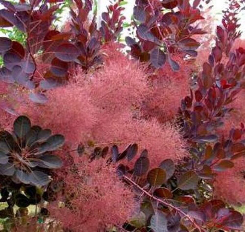Arbre &agrave; Perruques Cotinus Coggygria "Royal Purpple" 130 cm Jardin