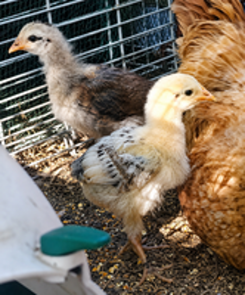   Poussins  