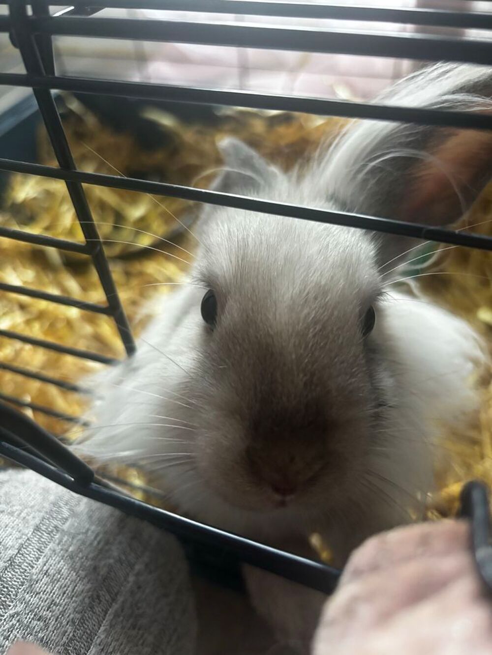 lapin nain Jardin