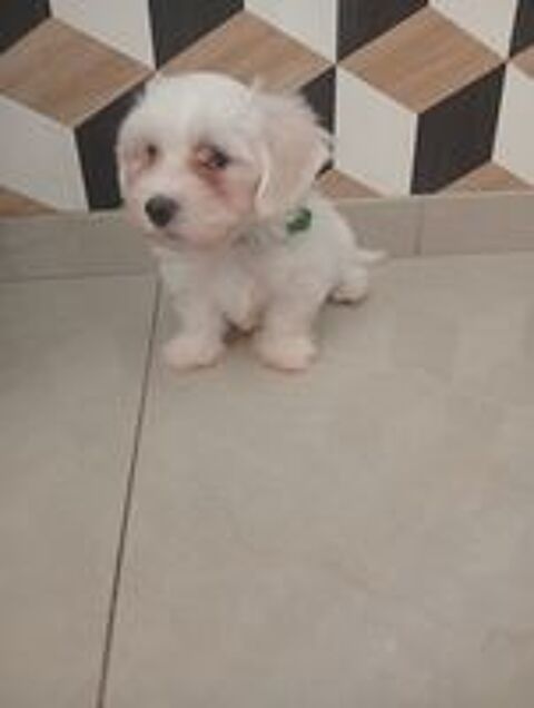   Bichon maltais non lof  