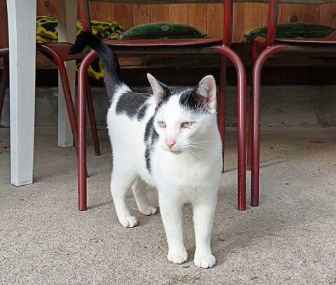 COSMOS, adorable chat noir et blanc  adopter via l'association UMA 03350 Theneuille