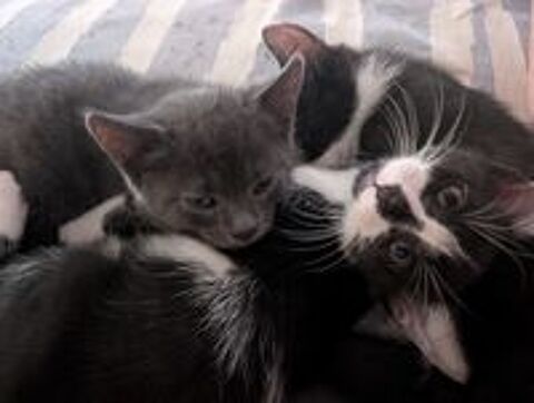   Donne chaton contre bon soins 