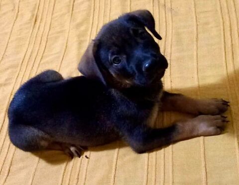Story, femelle croisée berger, née le 15/03/2025 &#128054; 300 94000 Crteil