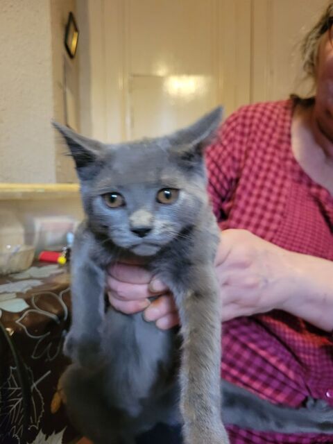 beaux chatons chartreux loof cherchent famille 700 42100 Saint-etienne