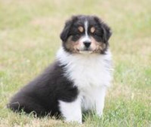   Bergers Australiens chiots femelles LOF disponibles 