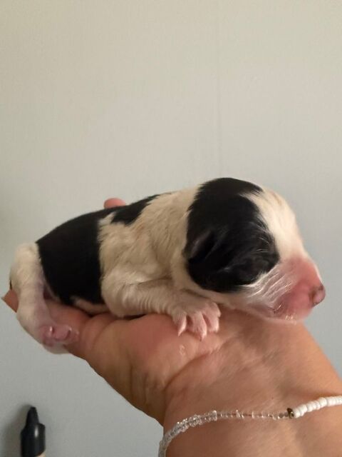 Border collie 550 03100 Montluçon