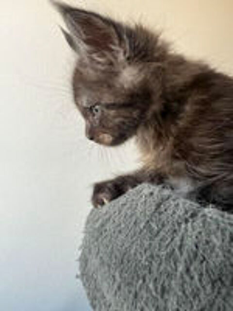   A réserver chaton maine coon lignée russe 